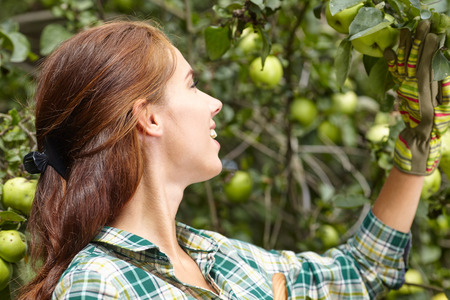 woman picking ripe organic apples in basket in orchard or on farm on a fall day