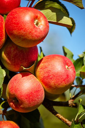 Red apples on apple tree branchの写真素材