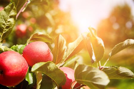 picture of a Ripe Apples in Orchard ready for harvesting,Morning shotの写真素材