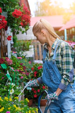 people, gardening and profession concept - happy woman or gardener taking care of flowers in greenhouseの写真素材