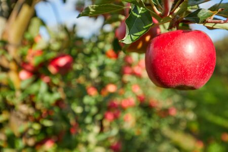 Shiny delicious apples hanging from a tree branch in an apple orchardの写真素材