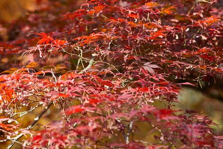 Autumn colorful bright leaves swinging on an oak tree in autumnal park. Fall background. Beautiful nature の写真素材