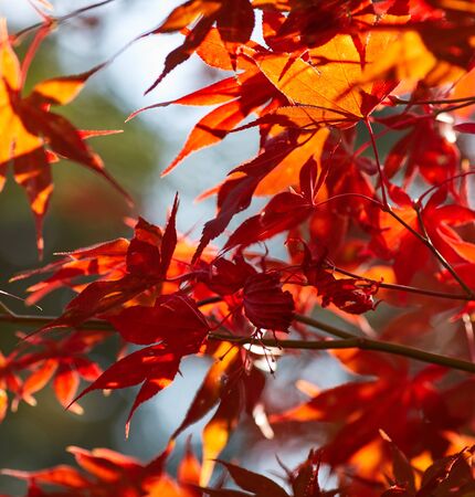 Autumn colorful bright leaves swinging on an oak tree in autumnal park. Fall background. Beautiful...