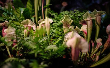 Sarracenia leucophylla, also known as the crimson pitcherplant,  purple trumpet-leaf or white pitcherplant, is a carnivorous plant in the genus Sarracenia.の写真素材