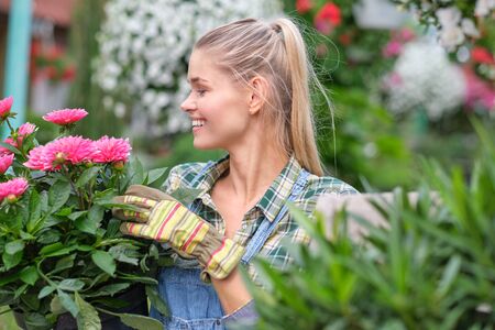 Florists woman working with flowers at a greenhouse.の写真素材