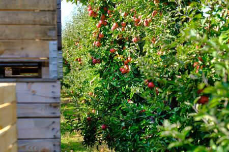 wooden crate full of fresh apples. harvest of fresh organic apples during autumn fall september in poland in apple orchard.の写真素材