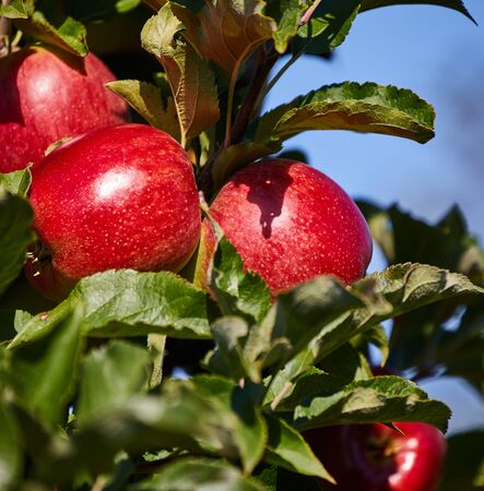 Apples on the tree. Orchard autumnの写真素材