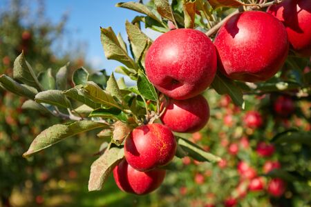 Juicy red apples hanging on the branch in the apple orchrad during autumn.の写真素材