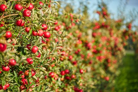 Juicy red apples hanging on the branch in the apple orchrad during autumn.の写真素材