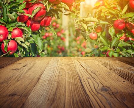 autumn apple orchard background の写真素材