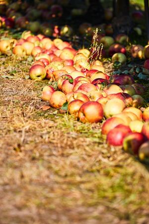 Apple orchard with view under tree and fallen rotting fruit on garden ground in autumn fall farm...