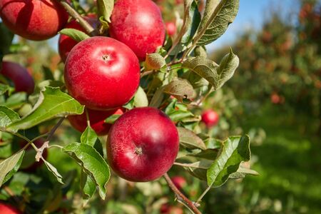 Juicy red apples hanging on the branch in the apple orchrad during autumn.の写真素材