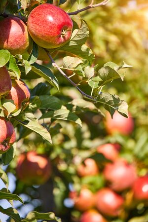 Juicy red apples hanging on the branch in the apple orchrad during autumn.の写真素材