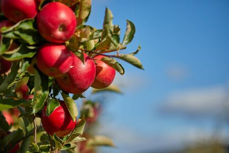 Juicy red apples hanging on the branch in the apple orchrad during autumn.の写真素材