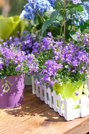 Outdoor gardening plants and tools on old wood tableの写真素材
