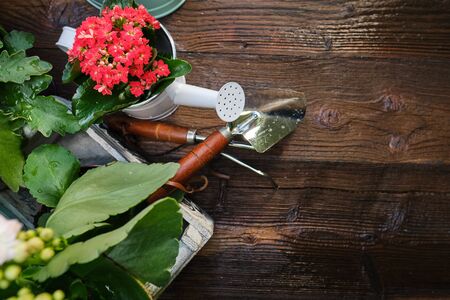 Spring plants and garden tools frame or border over rustic wood with copy space with gloves, watering can, flowerpots, soil, trowel and seedlings for transplantingの写真素材