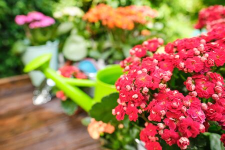 Outdoor gardening plants and tools on old wood tableの写真素材