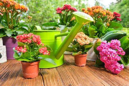 Spring plants and garden tools frame or border over rustic wood with copy space with gloves, watering can, flowerpots, soil, trowel and seedlings for transplantingの写真素材