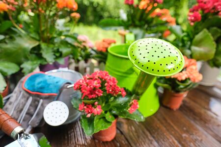 watering can and flower seedlings on a wooden tableの写真素材