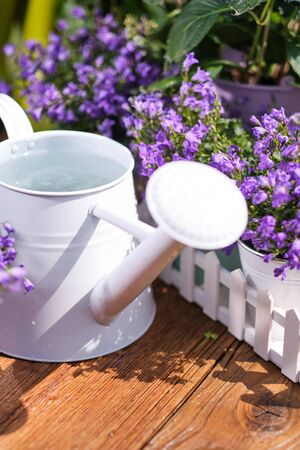 watering can and flower seedlings on a wooden tableの写真素材