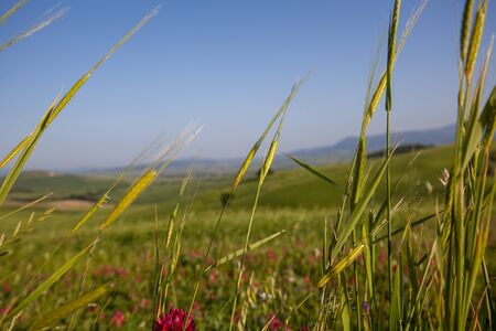 young grain in the hills of Tuscanyの写真素材