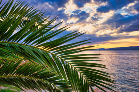 palm leaf on the background of the setting sunの写真素材