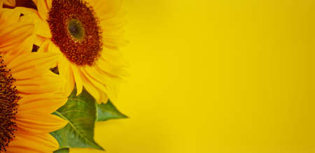 Sunflowers on a yellow background, bannerの写真素材