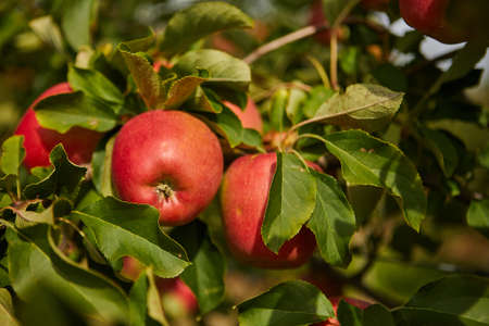 Shiny delicious apples hanging from a tree branch in an apple orchardの写真素材