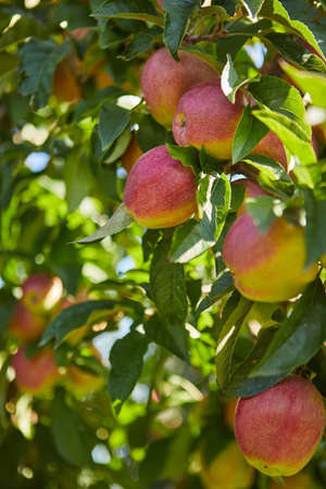 Shiny delicious apples hanging from a tree branch in an apple orchardの写真素材