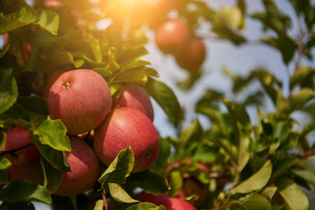 Shiny delicious apples hanging from a tree branch in an apple orchardの写真素材