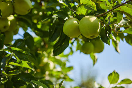 Green apples on a branch ready to be harvested, outdoors, selective focusの写真素材