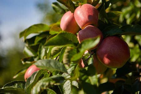 Shiny delicious apples hanging from a tree branch in an apple orchardの写真素材