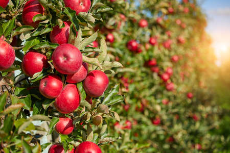 picture of a Ripe Apples in Orchard ready for harvesting, Morning shotの写真素材
