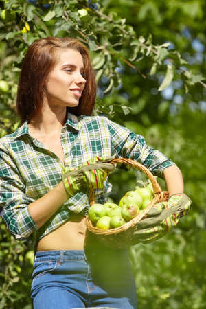 Young woman up on a ladder picking apples from an apple tree on a lovely sunny summer dayの写真素材