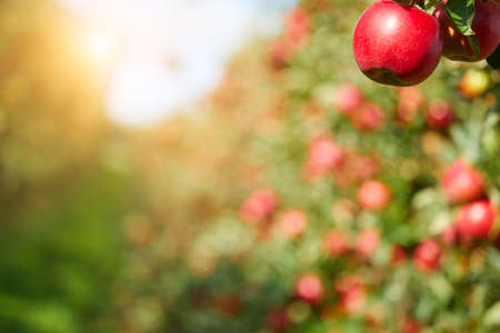 Apples on the treeの写真素材