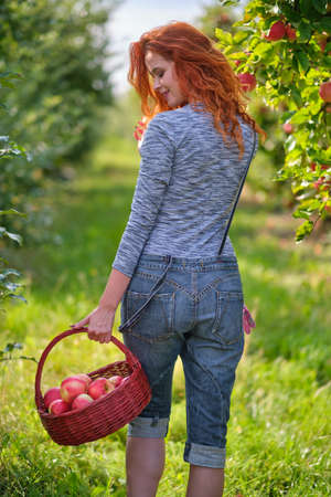 Redhead woman picking ripe organic apples in wooden basket in orchard or on farm on a fall dayの写真素材