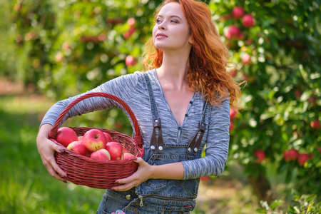 Redhead woman with a basket of apples in the orchardの写真素材