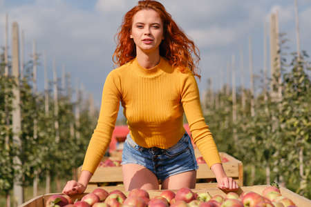 Young woman with wooden crate of ripe apples in garden, closeupの写真素材