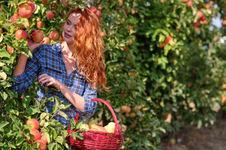 Redhead woman with a basket of apples in the orchardの写真素材