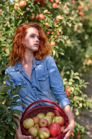 Redhead woman with a basket of apples in the orchardの写真素材