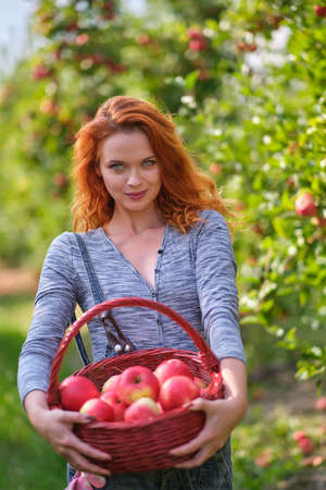 Redhead woman picking ripe organic apples in wooden basket in orchard or on farm on a fall dayの写真素材