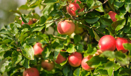 picture of a Ripe Apples in Orchard ready for harvestingの写真素材