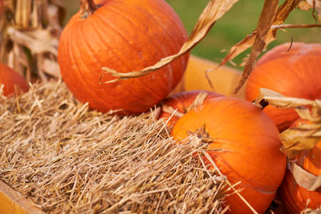 Orange halloween pumpkins on stack of hay or straw in sunny day, fall displayの写真素材