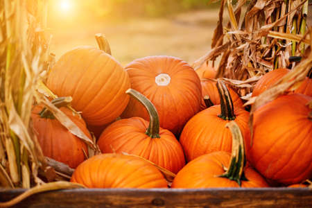 Orange halloween pumpkins on stack of hay or straw in sunny day, fall displayの写真素材