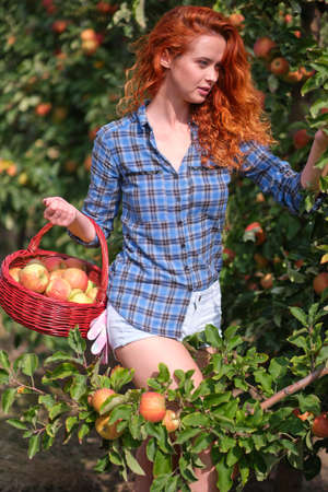 A young woman with a basket collects apples in the orchardの写真素材