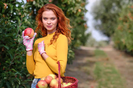 Beautiful young woman picking ripe organic apples in basket in orchard or on farm on a fall dayの写真素材