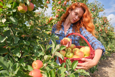 Young red-haired woman helps with picking applesの写真素材
