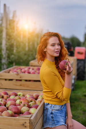 Young red-haired woman helps with picking applesの写真素材