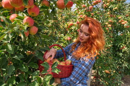 Young red-haired woman helps with picking applesの写真素材