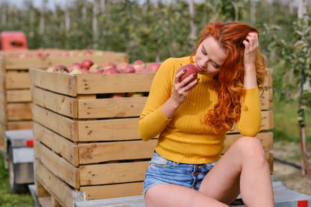 Young red-haired woman helps with picking applesの写真素材